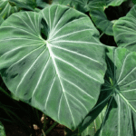 PHILODENDRON GLORIOSUM - Imagen 2