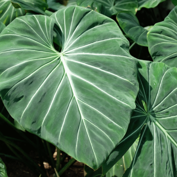 PHILODENDRON GLORIOSUM - Imagen 2