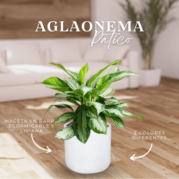 AGLAONEMA PATICO - Imagen 1