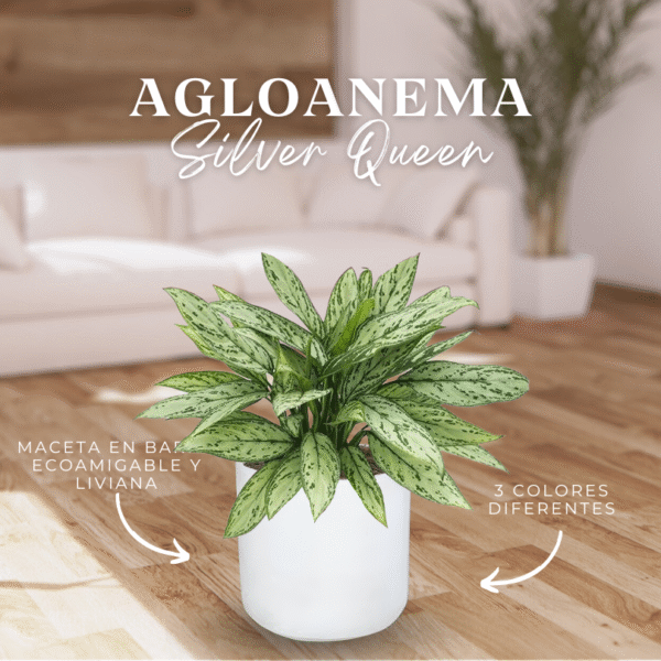 AGLAONEMA SILVER QUEEN - Imagen 1