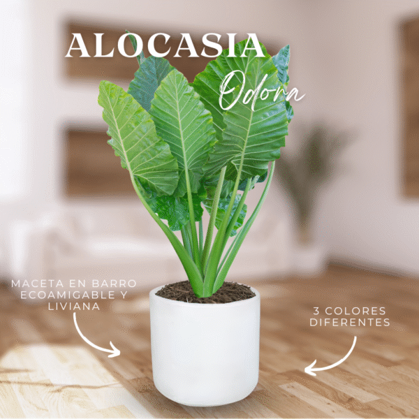 ALOCASIA ODORA - Imagen 1