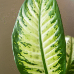 DIEFFENBACHIA - Imagen 2