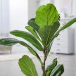 FICUS PANDURATA - LYRATA - Imagen 6