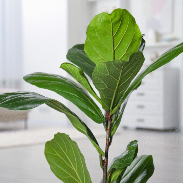 FICUS PANDURATA - LYRATA - Imagen 6