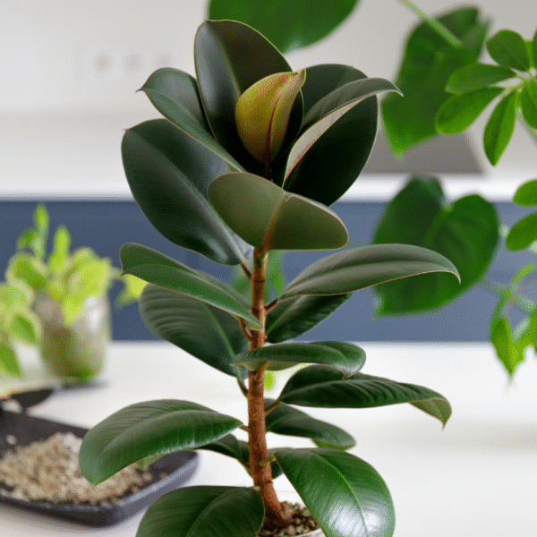 FICUS ROBUSTA - Imagen 5