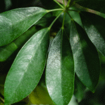 SCHEFFLERA - Imagen 4