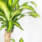 TRONCO DEL BRASIL - Imagen 2