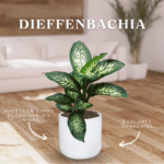 DIEFFENBACHIA