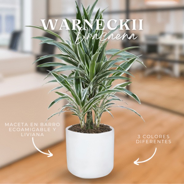 DRACAENA WARNECKII - Imagen 1