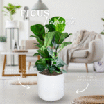 FICUS PANDURATA - LYRATA