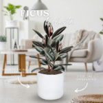 FICUS ROBUSTA