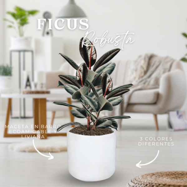 FICUS ROBUSTA - Imagen 1