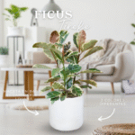 FICUS TINEKE