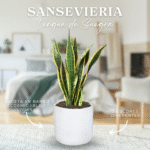 LENGUA DE SUEGRA - SANSEVIERA