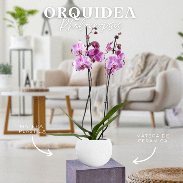 ORQUIDEA PHALAENOPSIS MORADA - Imagen 1