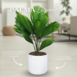 PALMA LICUALA
