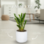 PALMA ZZ