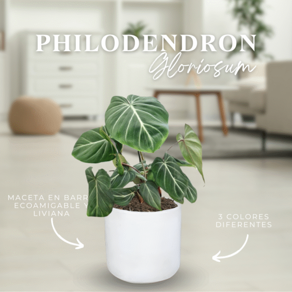 PHILODENDRON GLORIOSUM - Imagen 1