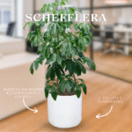 SCHEFFLERA