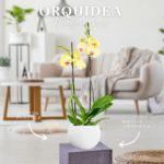 ORQUIDEA PHALAENOPSIS AMARILLA