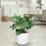 FILODENDRO SELLUM