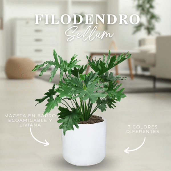 FILODENDRO SELLUM - Imagen 1