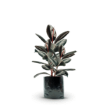 FICUS ROBUSTA - Imagen 9