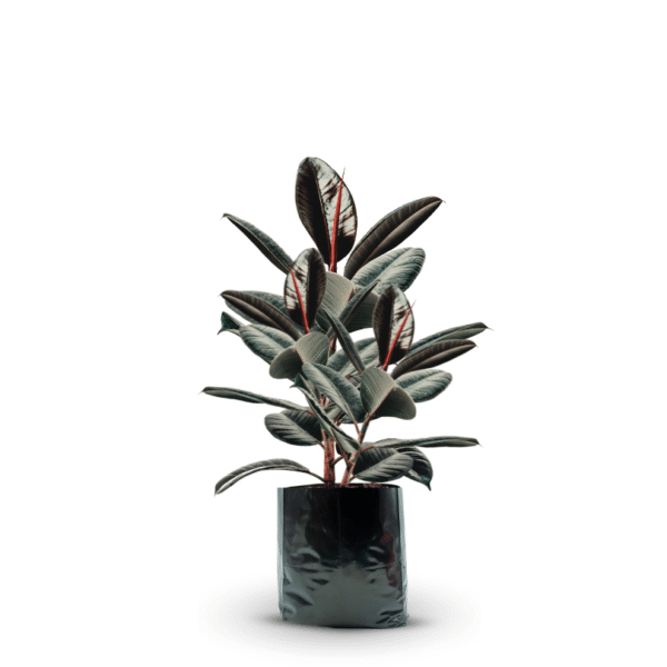 FICUS ROBUSTA - Imagen 9