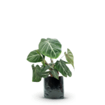 PHILODENDRON GLORIOSUM - Imagen 8