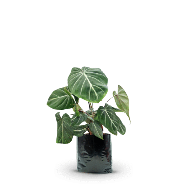PHILODENDRON GLORIOSUM - Imagen 8