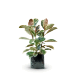 FICUS TINEKE - Imagen 7