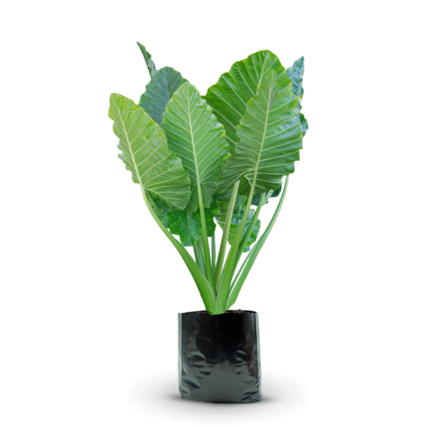 ALOCASIA ODORA - Imagen 4