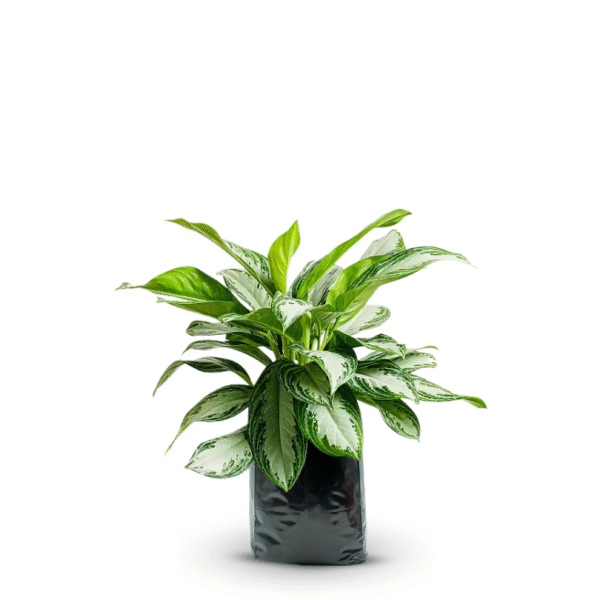 AGLAONEMA PATICO - Imagen 7