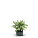 AGLAONEMA SILVER QUEEN - Imagen 4
