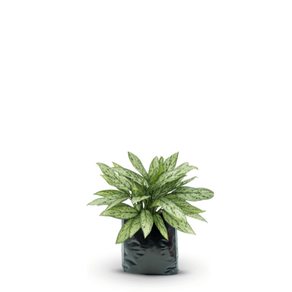 AGLAONEMA SILVER QUEEN - Imagen 4