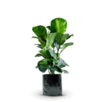 FICUS PANDURATA - LYRATA - Imagen 5