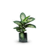 DIEFFENBACHIA - Imagen 9
