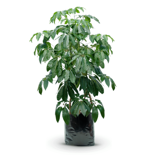 SCHEFFLERA - Imagen 5