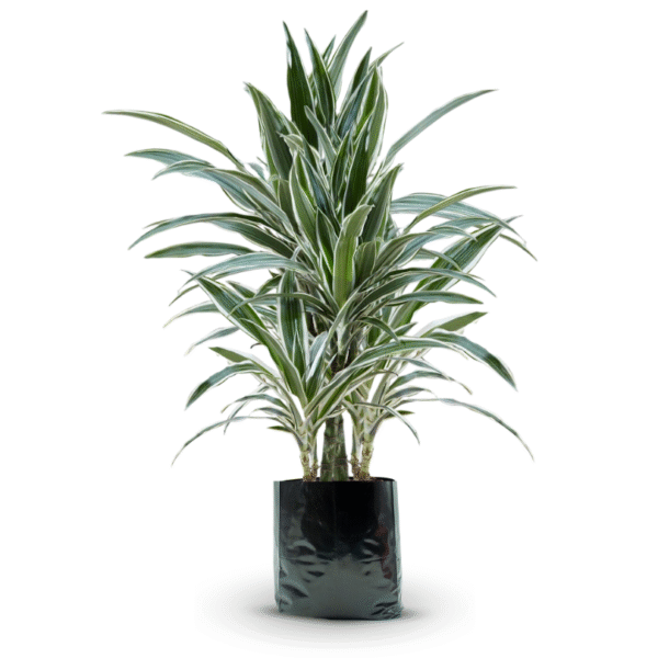 DRACAENA WARNECKII - Imagen 4