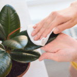 FICUS ROBUSTA - Imagen 2