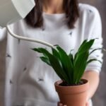 TRONCO DEL BRASIL - Imagen 8