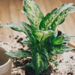 DIEFFENBACHIA - Imagen 5