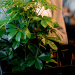 SCHEFFLERA - Imagen 6