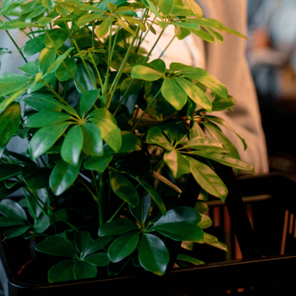 SCHEFFLERA - Imagen 6