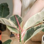 FICUS TINEKE - Imagen 2
