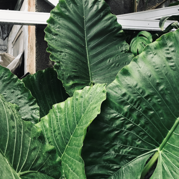 ALOCASIA ODORA - Imagen 2