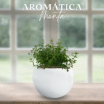 MENTA