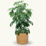 SCHEFFLERA - Imagen 7