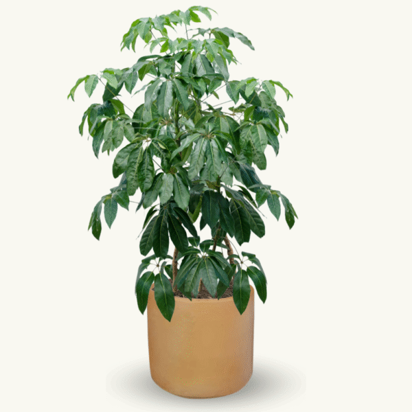 SCHEFFLERA - Imagen 7