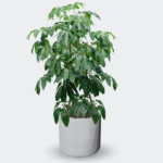 SCHEFFLERA - Imagen 8
